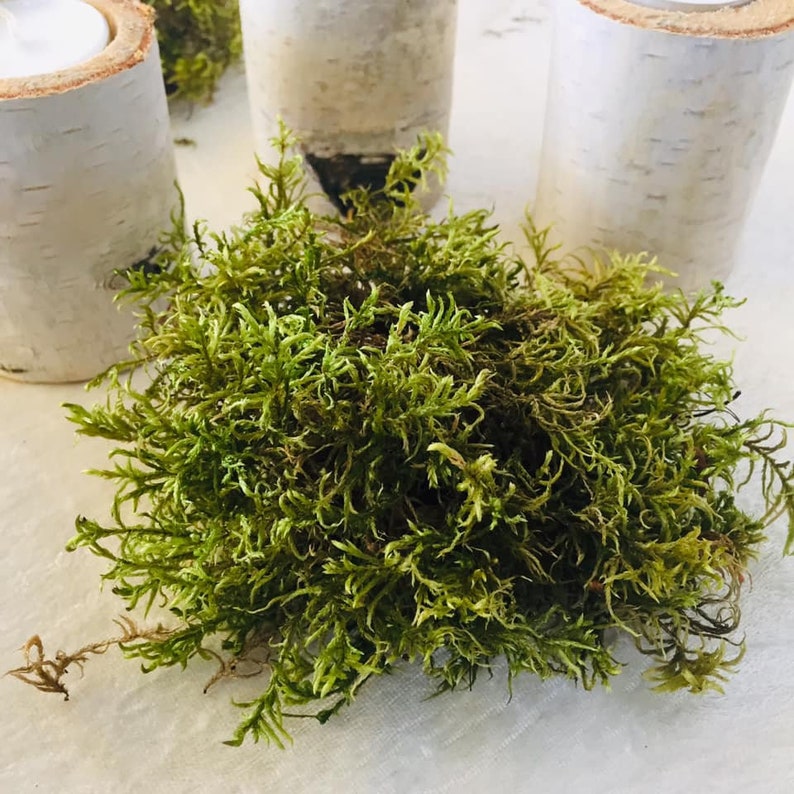 White birch candle holder Wedding centerpieces for tables Etsy