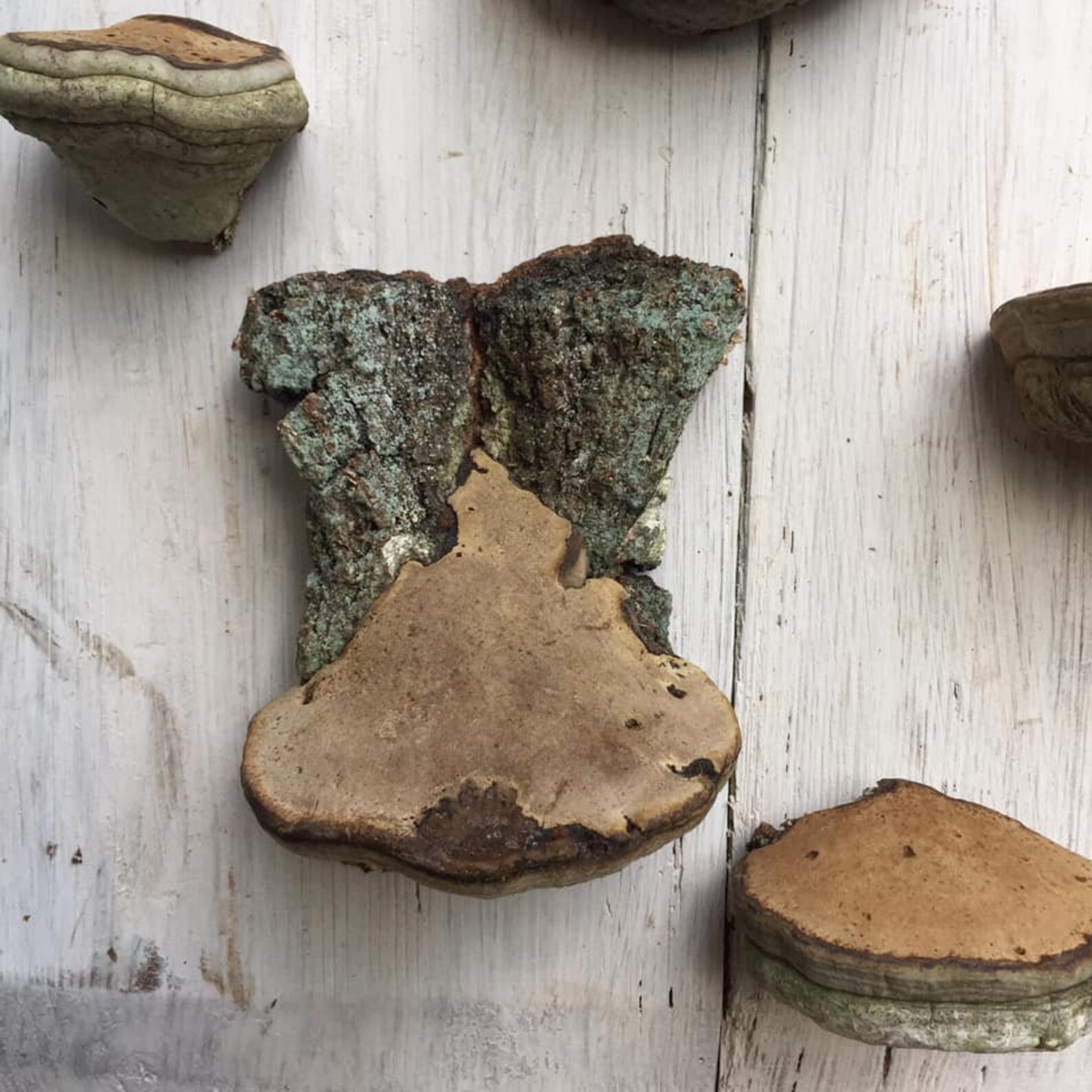 Set 9 Fungus Shelves Mushroom shelf Magic mushroom art Etsy