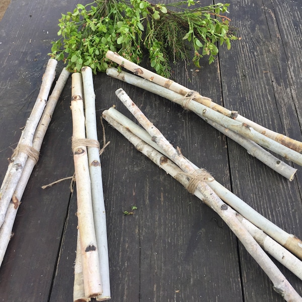 Birch Logs Birch branches White birch poles