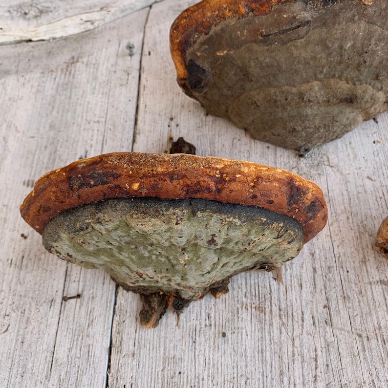 Mushroom Wall Shelf Goblincore Decor Mushroom Shelves Etsy