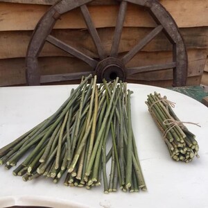 May include: A bundle of green willow branches, some tied together with twine, on a white surface. The branches are about 12 inches long.