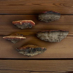 Mushroom shelves Artist conk Magic mushroom art