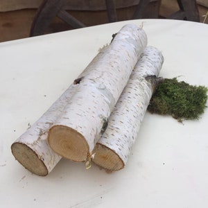 10 White birch branches logs White birch logs fireplace image 3