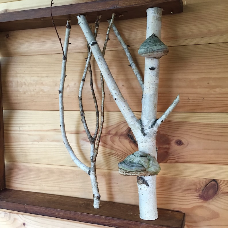 White birch forest wall art live edge shelf Mushroom shelves  Birch shelf