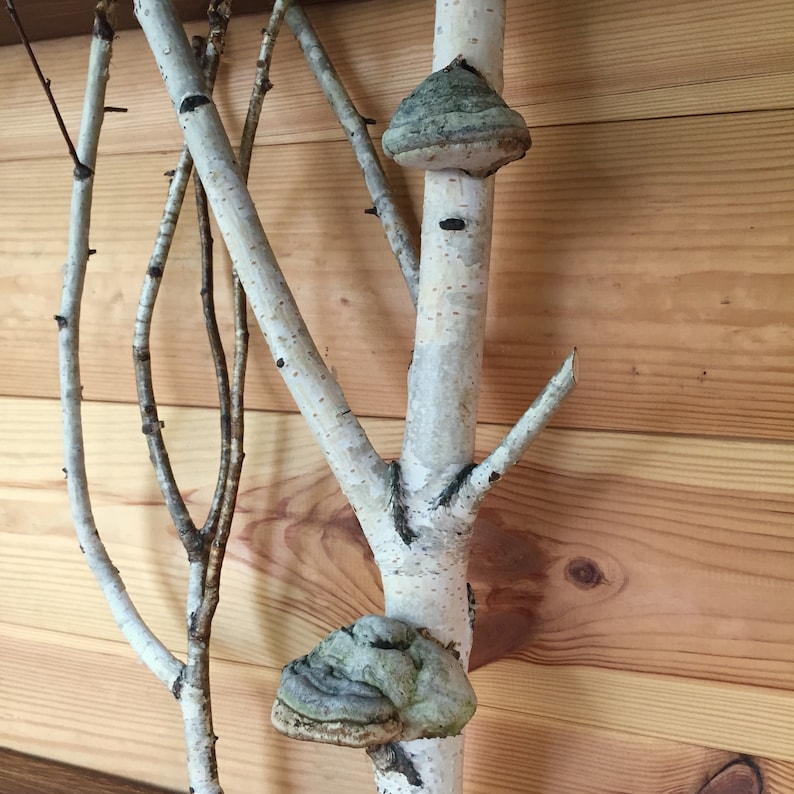 White birch forest wall art live edge shelf Mushroom shelves  Birch shelf