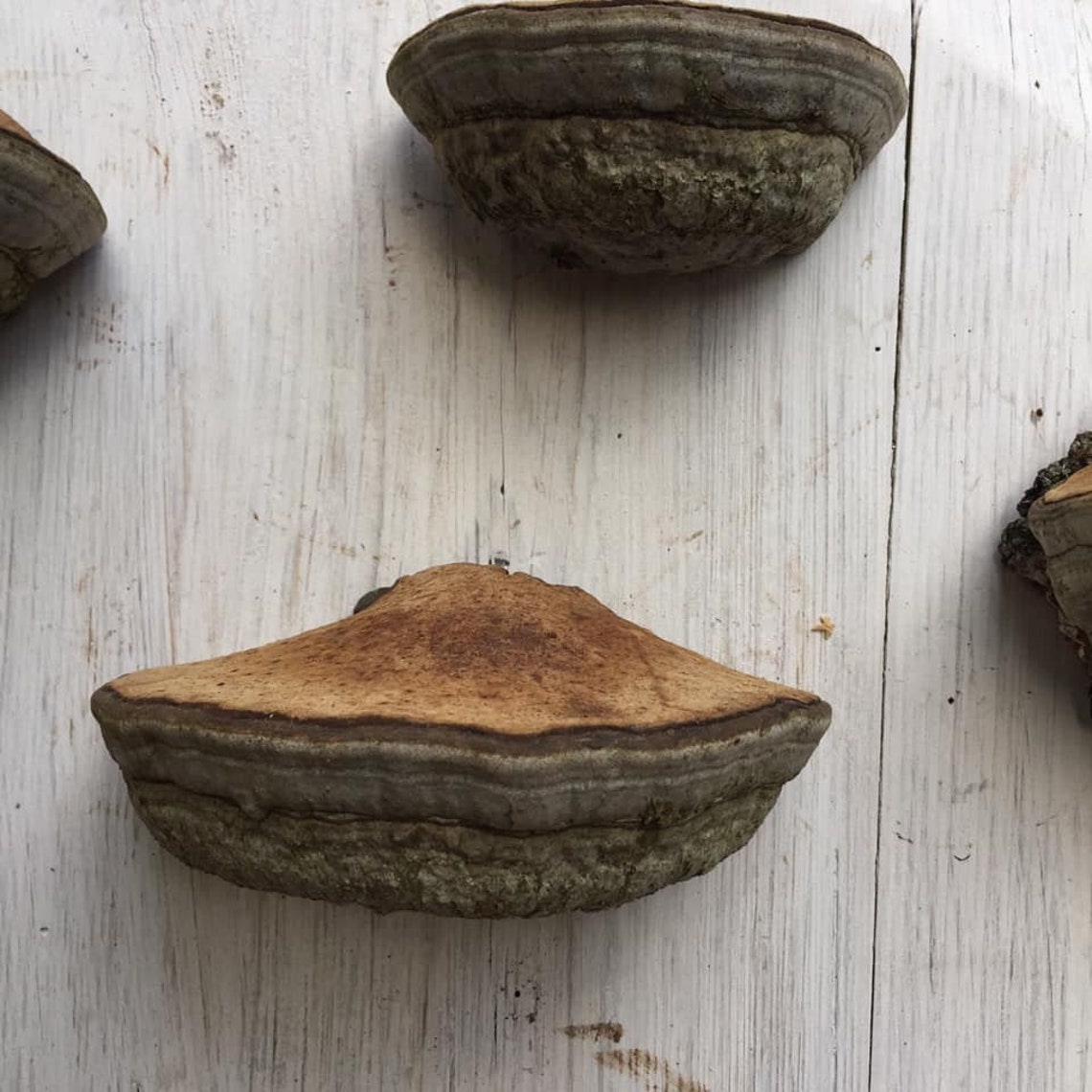 Set 9 Fungus Shelves Mushroom shelf Magic mushroom art Etsy