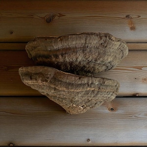 Mushroom shelves Shelf fungi Mushroom wall hanging Goblincore decor