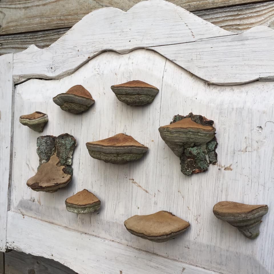 Set 9 Fungus Shelves Mushroom shelf Magic mushroom art Etsy