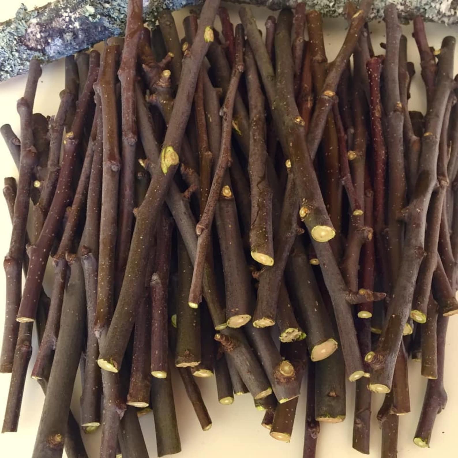 100 Apple Wood Sticks Chew sticks bunnies Fresh Organic Apple Etsy