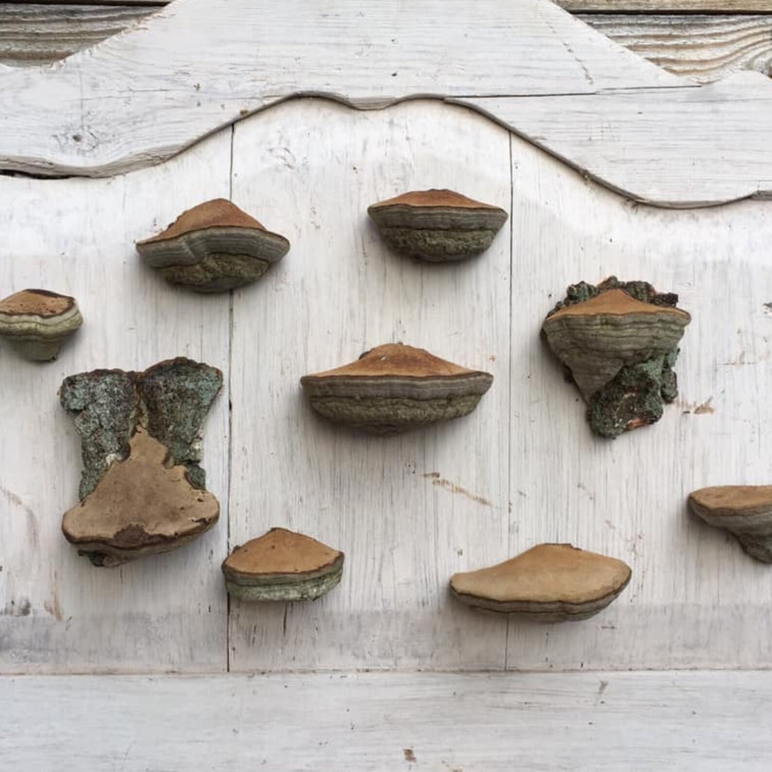 Set 9 Fungus Shelves Mushroom shelf Magic mushroom art Etsy
