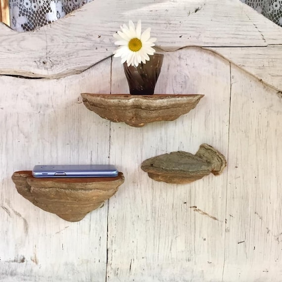 Set 3 Mushroom Shelf Fungus Shelves Cottagecore Decor Mushroom Etsy