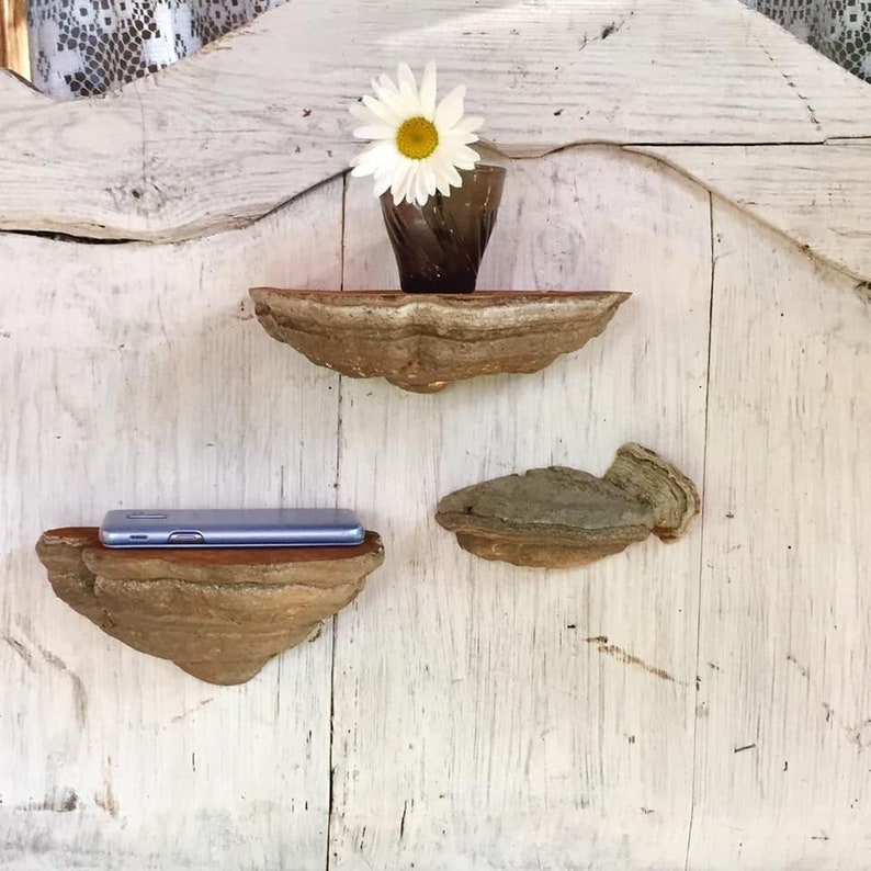 Puede incluir: Tres estantes de madera hechos de hongo de &aacute;rbol, montados en una pared de madera blanca. El estante superior tiene un peque&ntilde;o jarr&oacute;n de vidrio con una margarita blanca. El estante del medio tiene un tel&eacute;fono inteligente azul. El estante inferior est&aacute; vac&iacute;o.