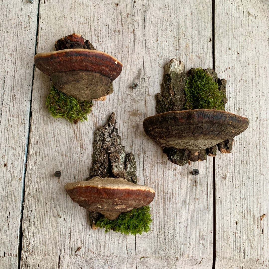 Mushroom Shelves Mushroom Wall Shelf Goblincore Decor Artist Etsy