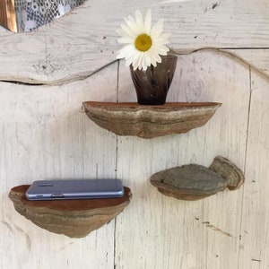 Puede incluir: Tres estantes de madera hechos de hongo de &aacute;rbol, montados en una pared de madera blanca. El estante superior tiene un peque&ntilde;o jarr&oacute;n de vidrio con una margarita blanca. El estante del medio tiene un tel&eacute;fono inteligente gris. El estante inferior est&aacute; vac&iacute;o.
