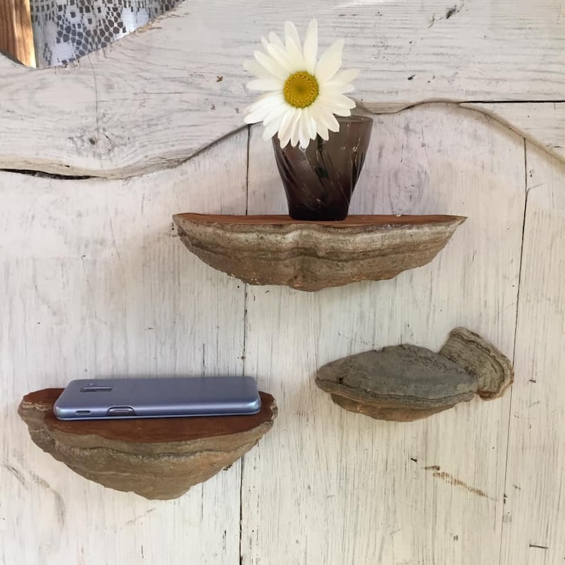 Puede incluir: Tres estantes de madera hechos de hongo de &aacute;rbol, montados en una pared de madera blanca. El estante superior tiene un peque&ntilde;o jarr&oacute;n de vidrio con una margarita blanca. El estante del medio tiene un tel&eacute;fono inteligente gris. El estante inferior est&aacute; vac&iacute;o.