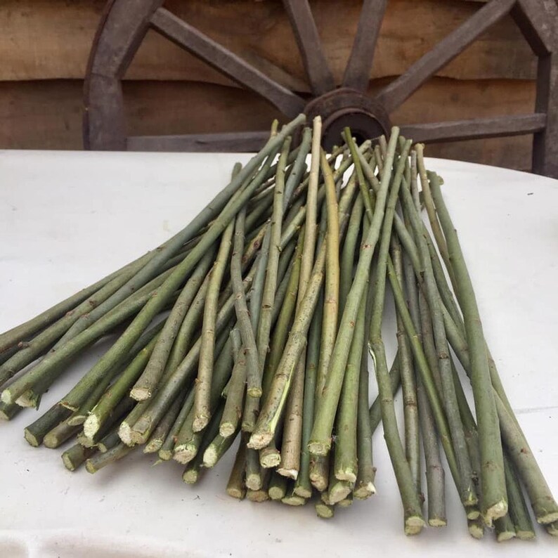 May include: A bundle of green willow branches, approximately 12 inches long, with the ends cut evenly. The branches are arranged in a fan shape on a white surface.