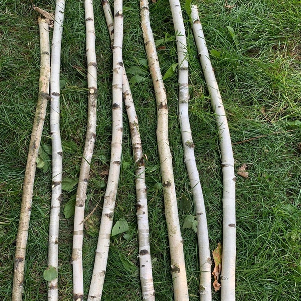 SET3/30" Birch branches White birch poles  Rustic birch decor