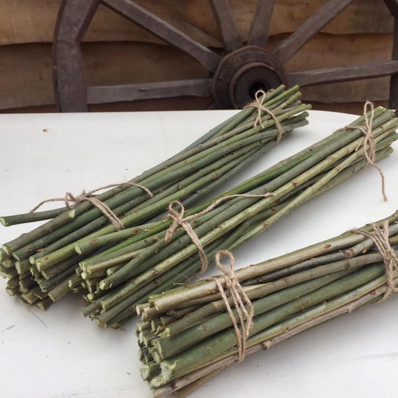 May include: Three bundles of green willow branches tied together with twine. The branches are arranged in a row on a white surface.