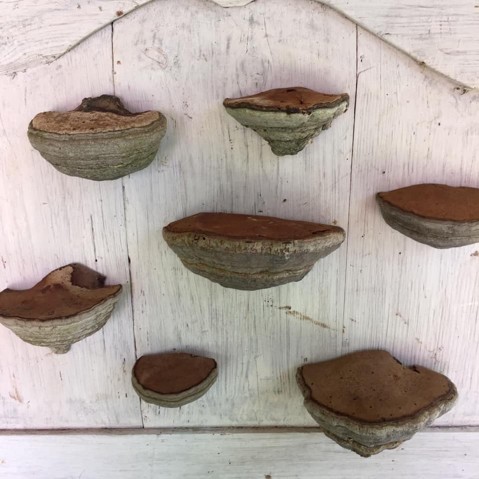 Set 7 Natural dried mushroom shelf Fungus Shelves Solid Etsy