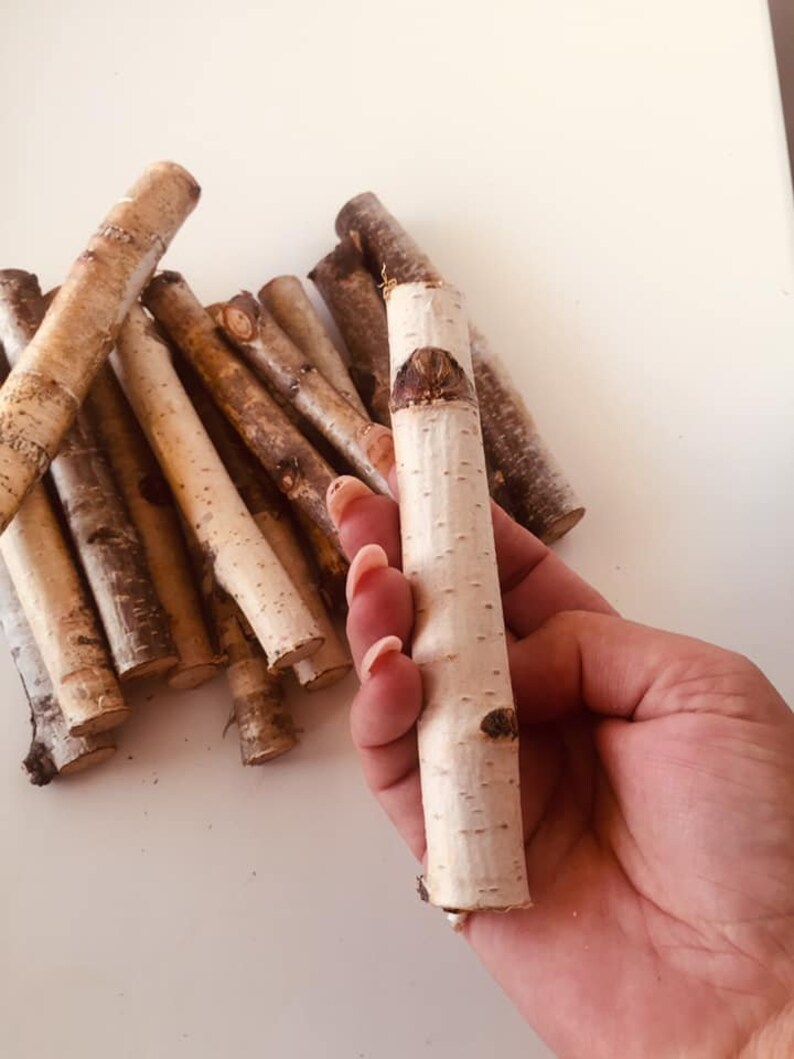 White birch branches Birch stick Etsy