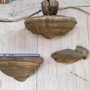Puede incluir: Tres estantes de madera natural, cada uno con una forma y textura &uacute;nicas, montados en una pared de madera blanca. Los estantes est&aacute;n hechos de hongo de &aacute;rbol y son perfectos para exhibir objetos peque&ntilde;os.