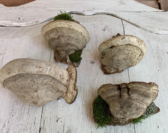 Mushroom Shelves Mushroom Wall Shelf Goblincore Decor Shelf Fungi Etsy