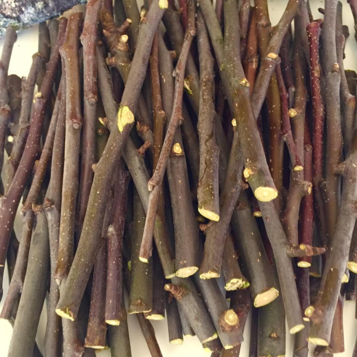 100 Apple Wood Sticks Chew sticks bunnies Fresh Organic Apple Etsy