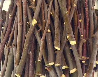 100 palitos de madera de manzano Palitos masticables conejitos Rama de manzano orgánica fresca