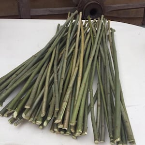 Willow branches Weeping willow tree Craft sticks