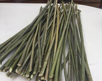 Willow branches Weeping willow tree Craft sticks