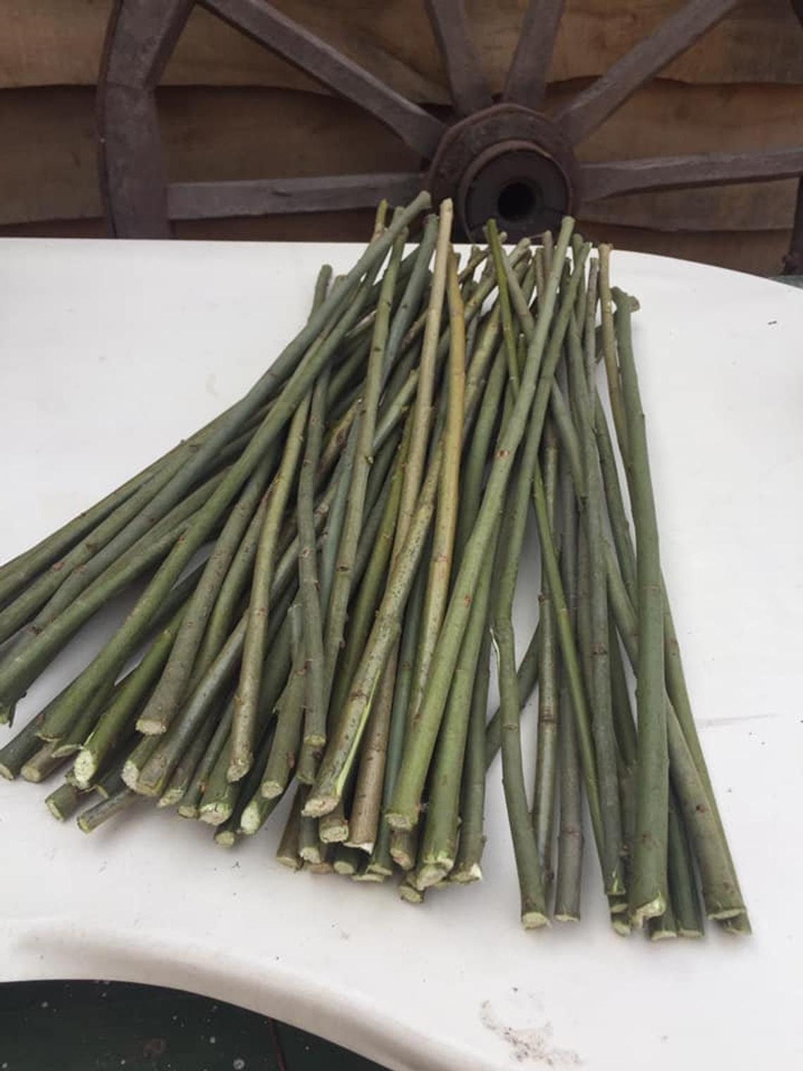 Willow branches Weeping willow tree Craft sticks Etsy