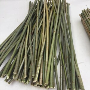 May include: A bundle of long, thin, green willow branches, perfect for weaving or crafting.