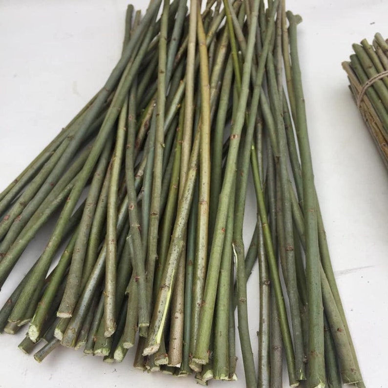 May include: A bundle of long, thin, green willow branches, perfect for weaving or crafting.