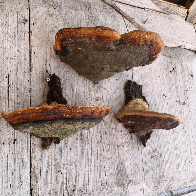 Mushroom Wall Shelf Goblincore Decor Mushroom Shelves Etsy