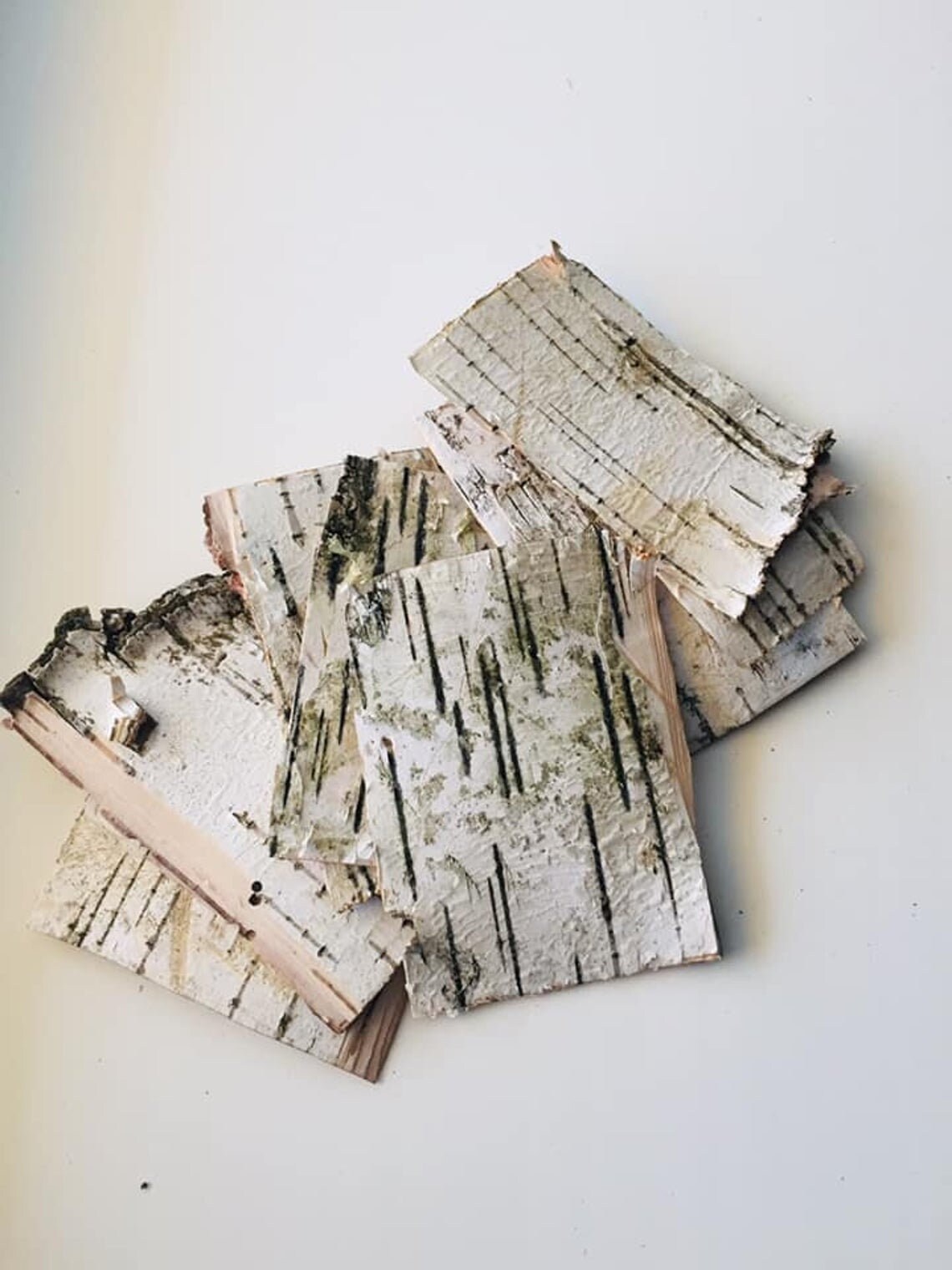 White birch bark sheets Birch bark pieces Etsy