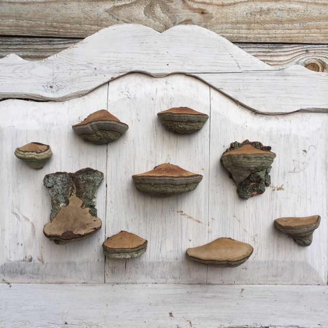 Set 9 Fungus Shelves Mushroom shelf Magic mushroom art Etsy