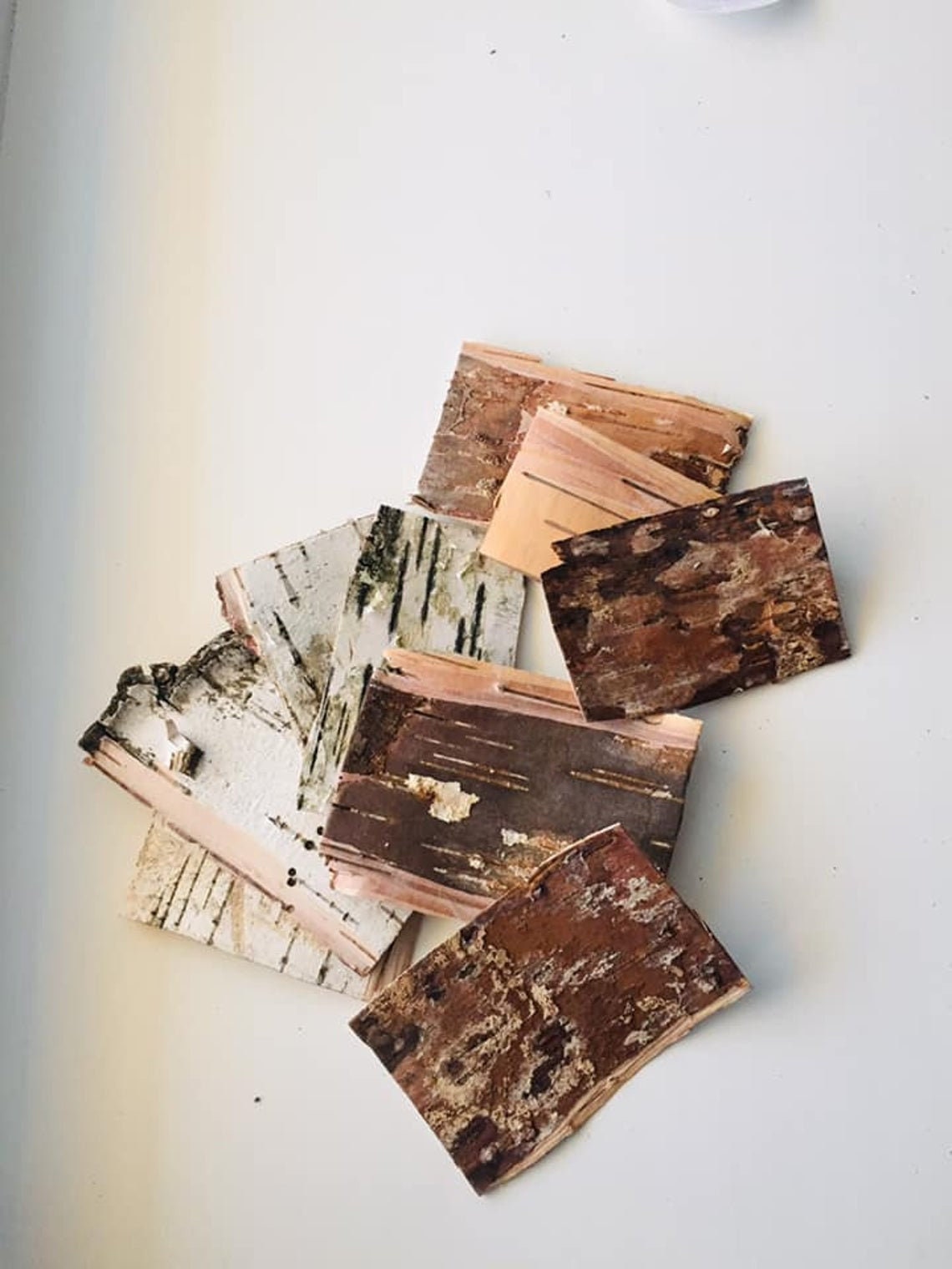 White birch bark sheets Birch bark pieces Etsy