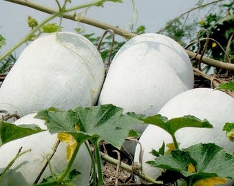 Rare Organic Vegetable Melon Seeds /"Valencia/" Winter Melon Natural 60 seeds.