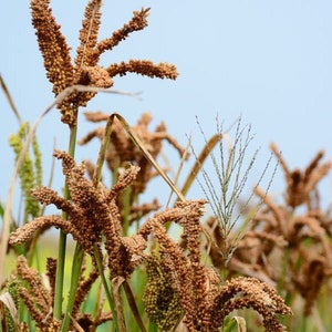 50g Finger millet , Eleusine coracana , Ragi , Organic Millet image 2