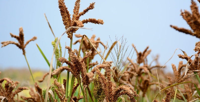 50g Finger millet , Eleusine coracana , Ragi , Organic Millet image 2