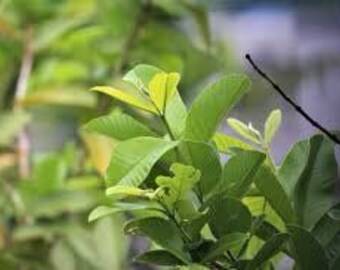 Dried Guava Leaf,(Psidium guajava) ,Organic Leaf,Shadow Dried Leaf For Tea, medicinal leaf 10 nos