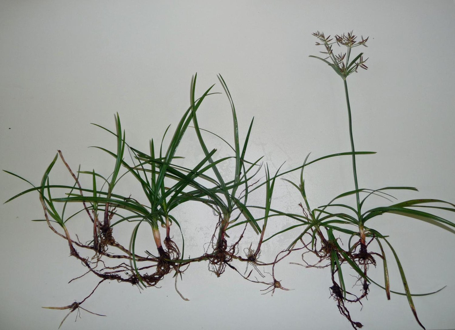 50g Nutgrass Root Nutsedge Rootnagarmothacyperus Etsy