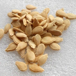 Ash gourd seeds (50 nos) ,Benincasa hispida,Winter Melon,White Wax SEED