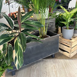 Może przedstawiać: Czarna metalowa doniczka z trzema roślinami. Doniczka ma cztery nóżki i stoi na drewnianej podłodze. Rośliny to zielona palma, zielono-biała roślina w paski i zielona roślina w szarym doniczce.