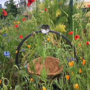 Könnte beinhalten: Ein schwarzer Metall-Hängekorb mit braunem Kokosfaser-Einsatz, der in einem Feld voller Wildblumen hängt. Der Korb ist von roten, gelben und blauen Blumen umgeben.