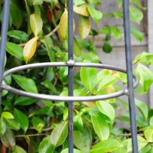 Puede incluir: Un soporte de planta de metal con tres anillos. El soporte est&aacute; hecho de metal negro y est&aacute; dise&ntilde;ado para ayudar a las plantas a crecer en posici&oacute;n vertical.