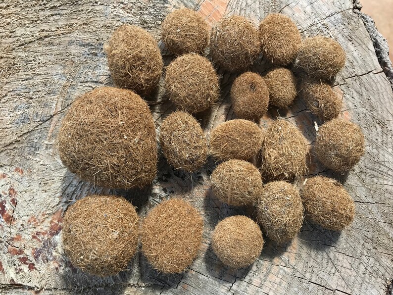 Set of 10 Seaweed balls from the Mediterranean sea Genuine Etsy