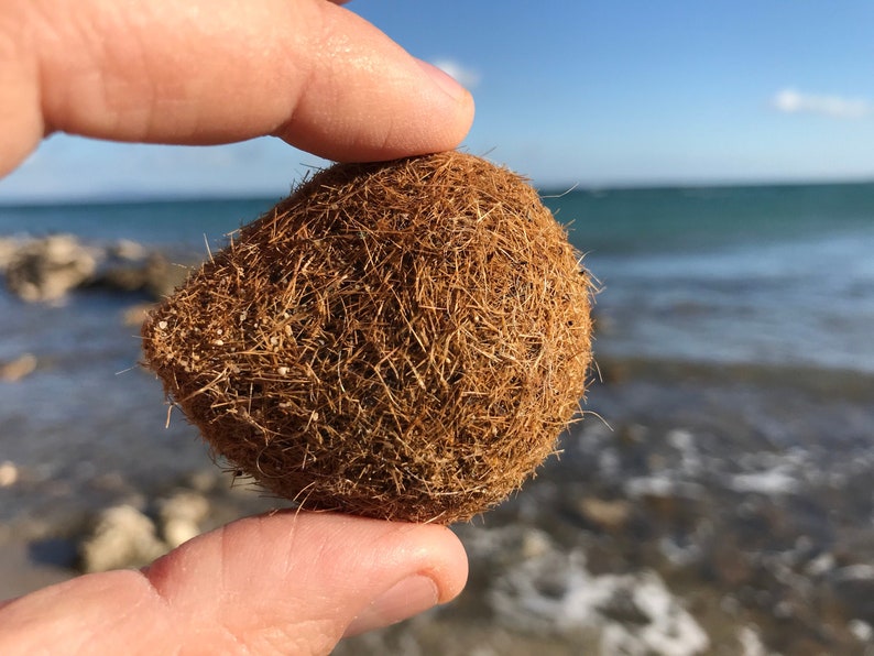 Set of 10 Seaweed balls from the Mediterranean sea Genuine Etsy