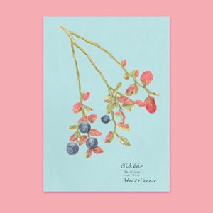 Postkartenset Blaubeer & Vogelbeer, Heidelbeere, Rönnbär, botanische Zeichnung, blau, rosa