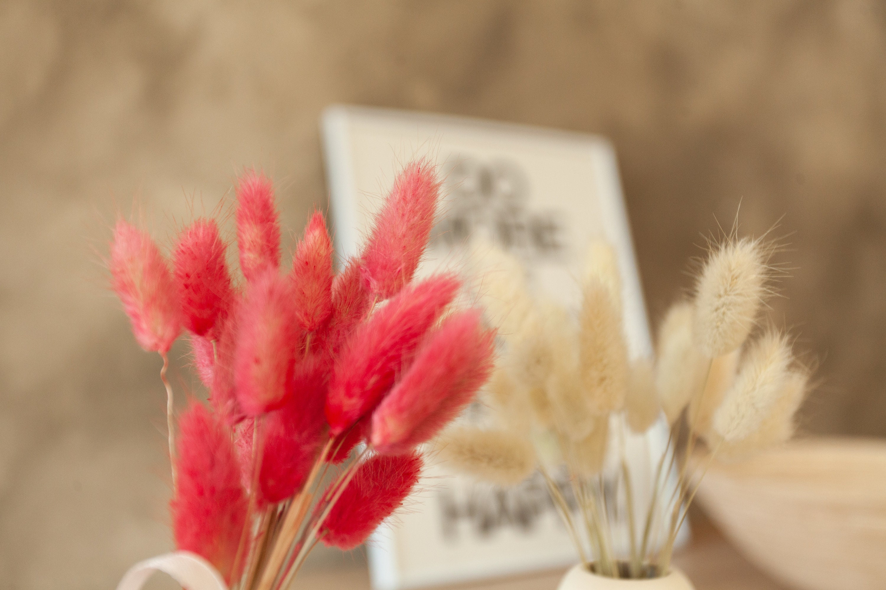 bunny-tail-grass-lagurus-ovatus-bleached-rabbit-grass-mini-etsy
